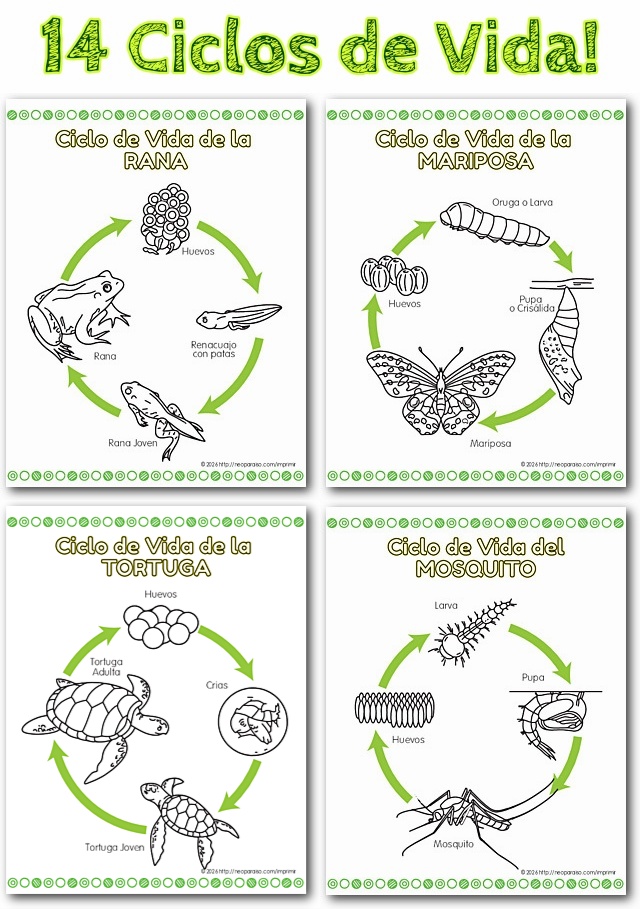 Ciclos de Vida para Colorear PDF gratis